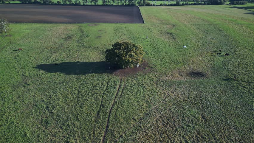 Round deciduous tree in horse pasture Nice aerial view flight drone