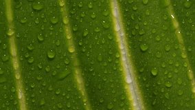 Water Droplet Dripping from Fresh Mint Leaf. Home Garden in Macro and Slow Motion - Powered by Shutterstock - Get 15% off with code: PIKWIZARD15