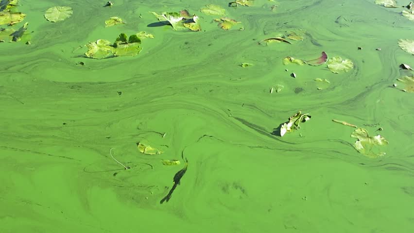 The river is covered with green algae. Top view of the river surface covered with green algae. Various wastes from factories lead to pollution of rivers, lakes, and reservoirs. Royalty-Free Stock Footage #1102210393