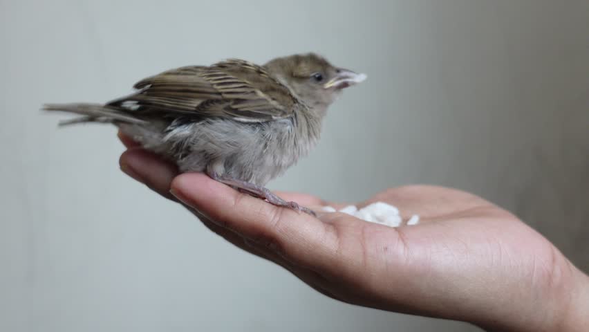Sitting on a hand a baby house sparrow is eating. Helping a baby sparrow. Feeding a Baby Sparrow. Hand Feeding Baby Sparrow. 