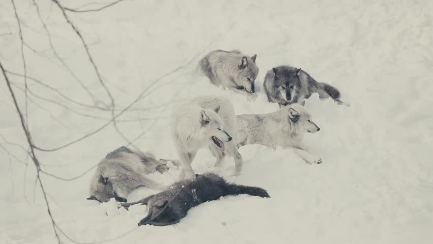 Wolves Lying And Sleeping In The Snow. - static