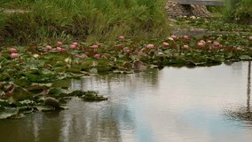 Video of a pink lotus flower in the water moved by wind. Water lily in bloom during cool weather season. Plant conept.