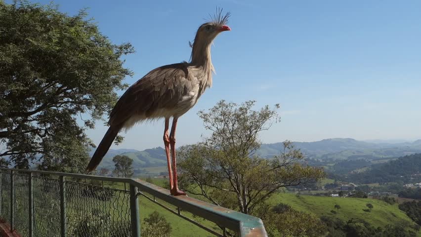 close view of Seriema brazilian bird, aka Cariama cristata
