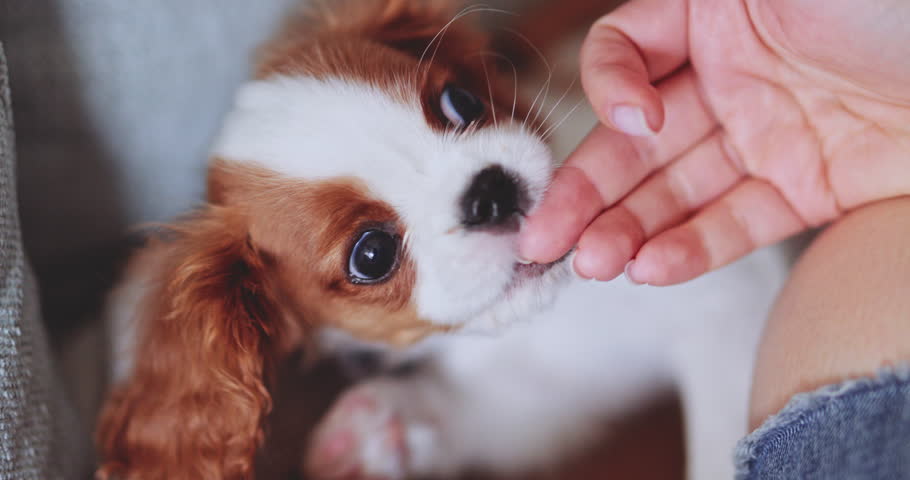 Puppy Playing Destroying Jeans, Teething Pup. SLOW MOTION. Cute baby dog biting and chewing owners' clothes, nipping and drooling. Cavalier King Charles Spaniel having fun with person. Royalty-Free Stock Footage #1102219517