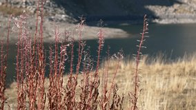 Close up red grass on lake shore.  Blurred effect. Video 4K