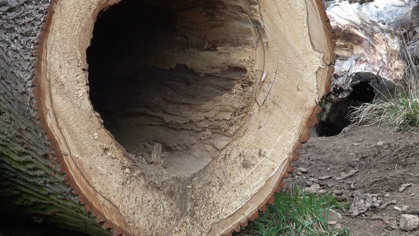 Big trees were cut and laid on the ground in the forest, in the middle of the tree is a big hollow
