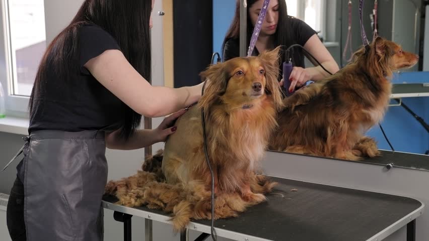 A female groomer is trimming a dog with a hair clipper on a grooming table. Grooming dogs.  Royalty-Free Stock Footage #1102222987