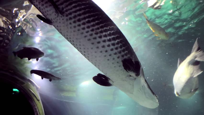 Panorama of the seabed with passing sea fish arapaima, pangasius, astronotus, light arowana on the background of rocks. Marine life, exotic fish, subtropics. | Shutterstock HD Video #1102224771