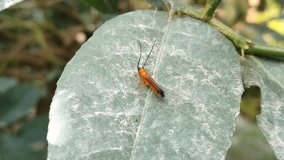 Video showing an insect making random movements sitting on a lemon leaf on a hazy day against natural background 