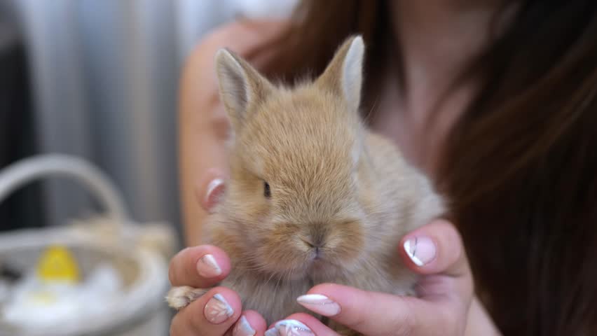 Embracing the Easter Spirit: Woman Cradles Brown Bunny in Her Hands
