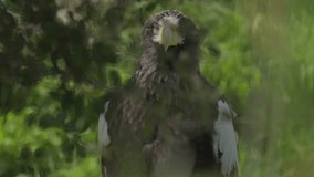 This video shows a giant wild stellar's sea eagle perched in a tree, looking around at it's surroundings.