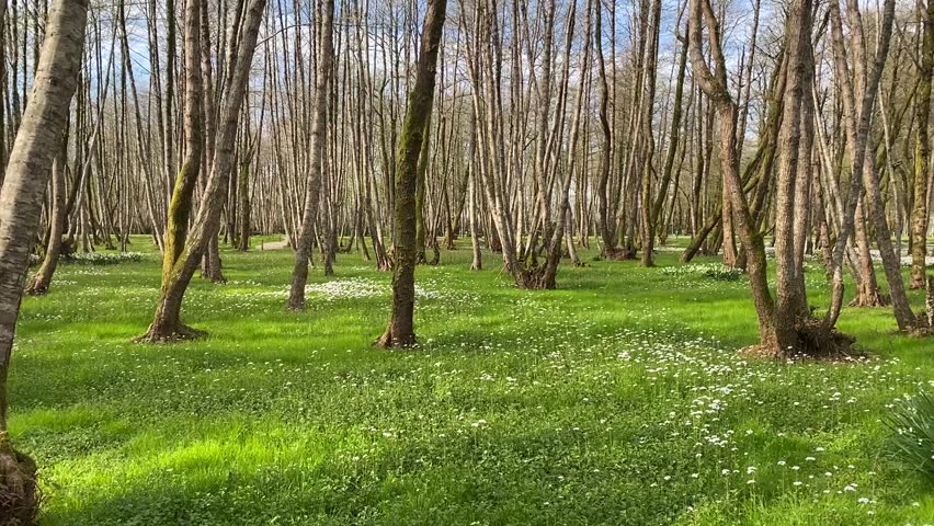 A landscape with a green forest with fresh white flowers bathed in sunlight. Early spring in the park. Batumi, Georgia.