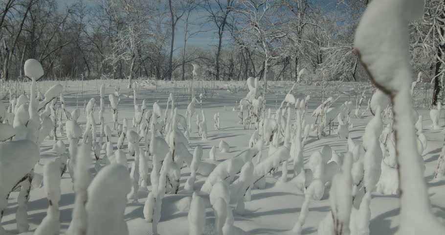 Winter in Minnesota River Bottomland Floodplain Forest After Snow Moving Forward