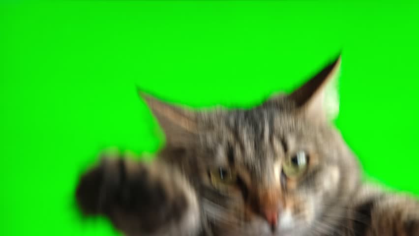 Tabby cat on green screen isolated with chromakey, real shot. Close-up portrait of angry cat hissing and raising up two paws on the green screen. Feline with open mouth, muzzle close up. Says meow. Royalty-Free Stock Footage #1102229915