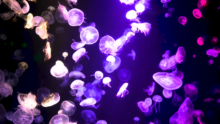 Colorful jellyfish moving underwater in the aquarium.