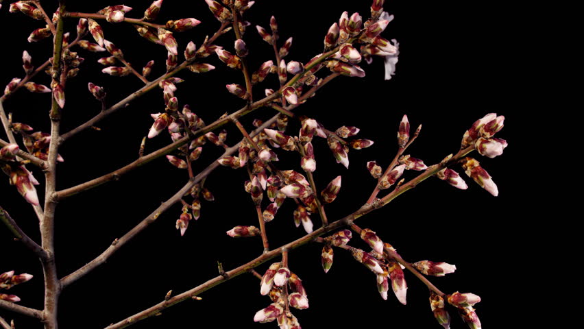 Almond Flowers Bloom in Time Lapse on a Black Background. Macro Timelapse Video of Spring Tree Blossoming Branch. Birth of Nature Royalty-Free Stock Footage #1102233047