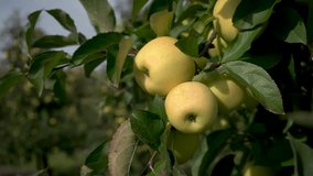 Apples on a branch with apple orchard. Harvest season. Autumn apple harvest. Video 4k