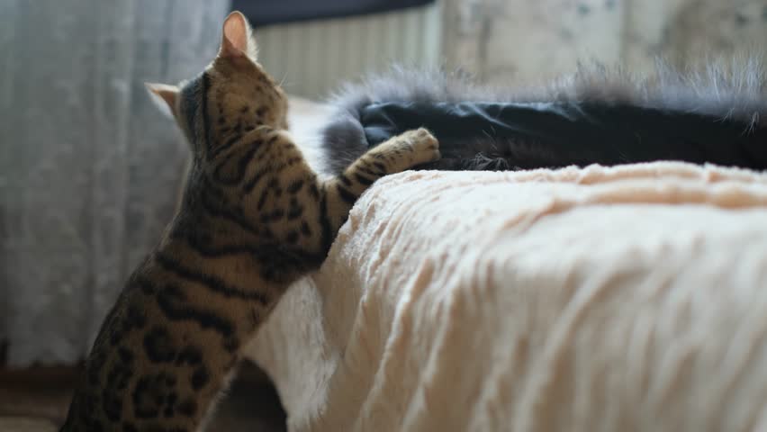Lively cat playing with fur collar at home, close-up