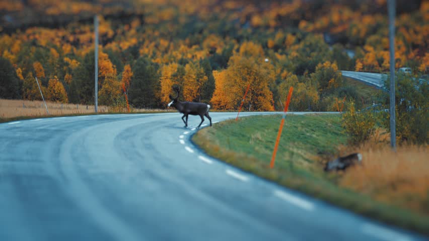 Two reindeers slowly cross the narrow road in the Norwegian countryside  Royalty-Free Stock Footage #1102234829