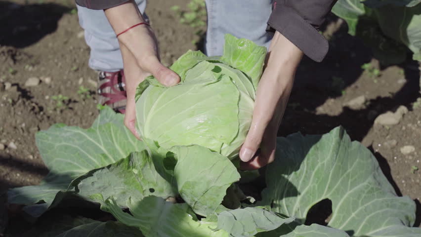 Woman farmer plucks fresh cabbage of the ground.