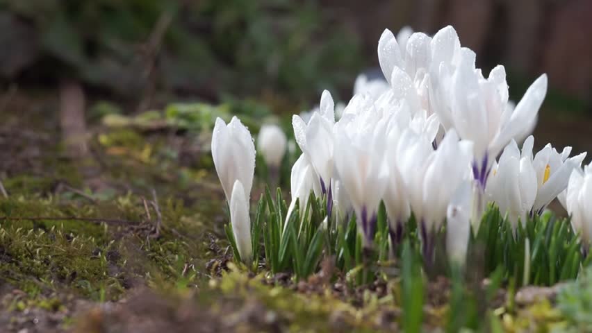 Fresh Beautiful White Crocuses or Crocus Caeruleus with a Bee in the Garden close-up, Early Spring Wild Flowers Outdoor, Sunny Day, Selective Focus. | Shutterstock HD Video #1102238855