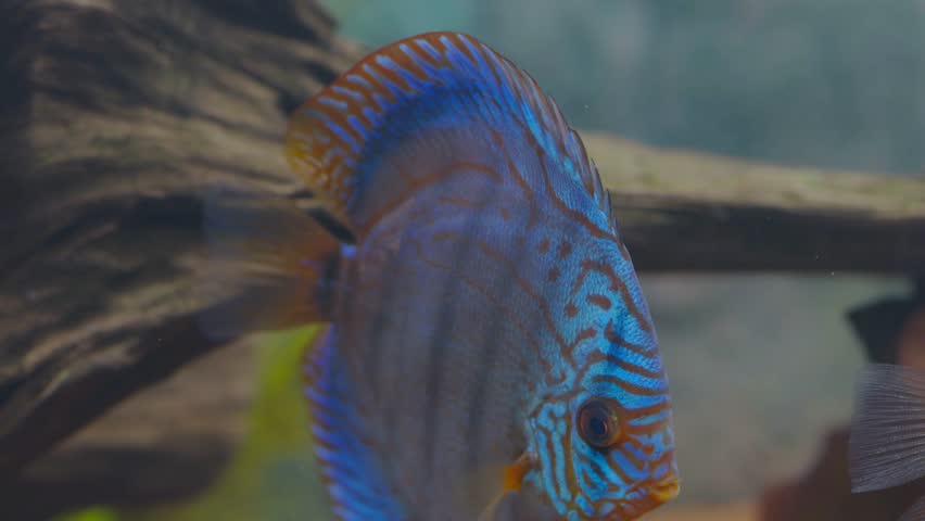 Close up view of gorgeous tiger Turks discus aquarium fish. Sweden. | Shutterstock HD Video #1102240553