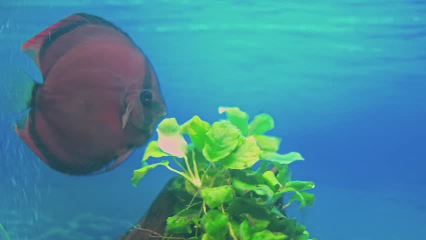 Beautiful view of Red Cover Discus fish swimming in aquarium. Sweden. | Shutterstock HD Video #1102240619