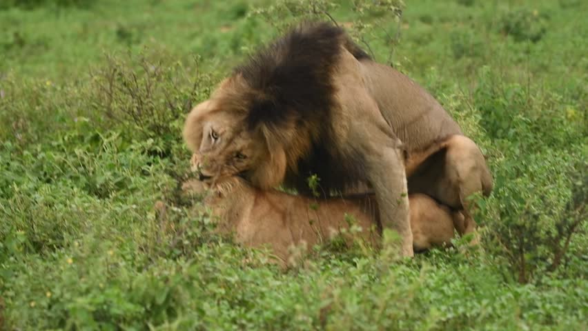 Lions mating in a game reserve in SA