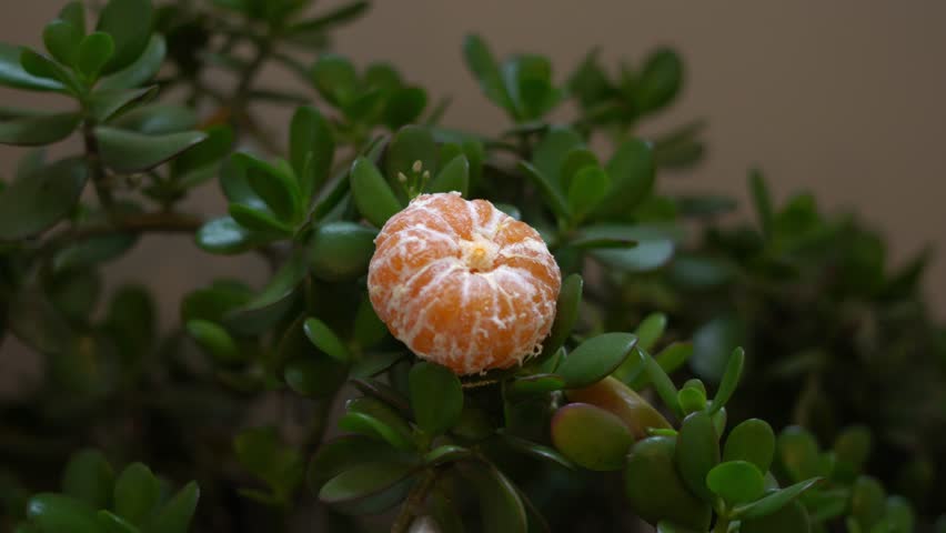 peeling and creative look of mandali on green wood