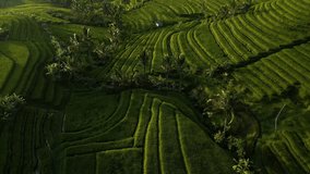 Aerial video of beautiful rice fields in Bali Indonesia with drone