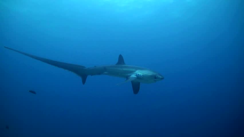 elagic Thresher shark (Alopias pelagicus) Swims Very Close - Blue Water - Philippines Royalty-Free Stock Footage #1102248573
