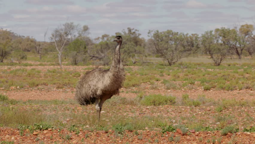 an emu preens while a flock mate feeds near cunnamulla in outback qld, australia Royalty-Free Stock Footage #1102248695