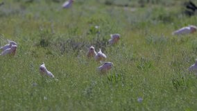 high frame rate clip of several major mitchell's cockatoos flying closer while their flock feeds on the ground at western queensland, australia