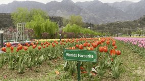 Tulip Garden Srinagar beautiful destination in Kashmir