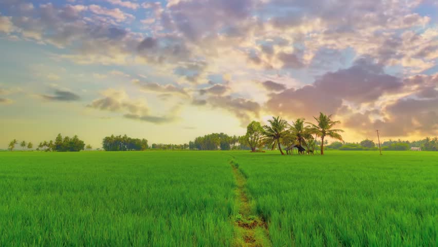 Time-lapse of Sunset Passing Clouds and Agriculture landscape with a Paddy field or rice field in India. Royalty-Free Stock Footage #1102255373