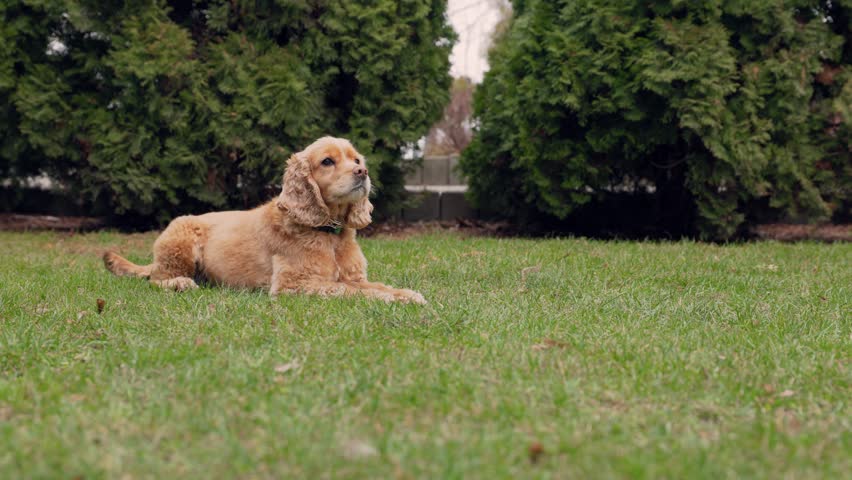 Red Dog English Cocker Spaniel Runs Up To Metal Bowl And Eats Dog Food From It. Hungry Puppy Runs to Bowl of Food on Outside, Slow motion