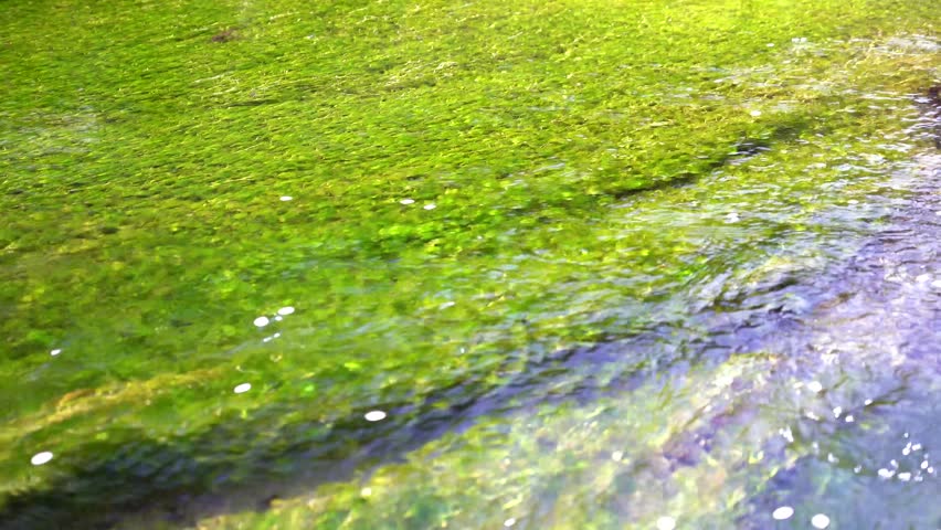 Pedes flowing in the clear stream