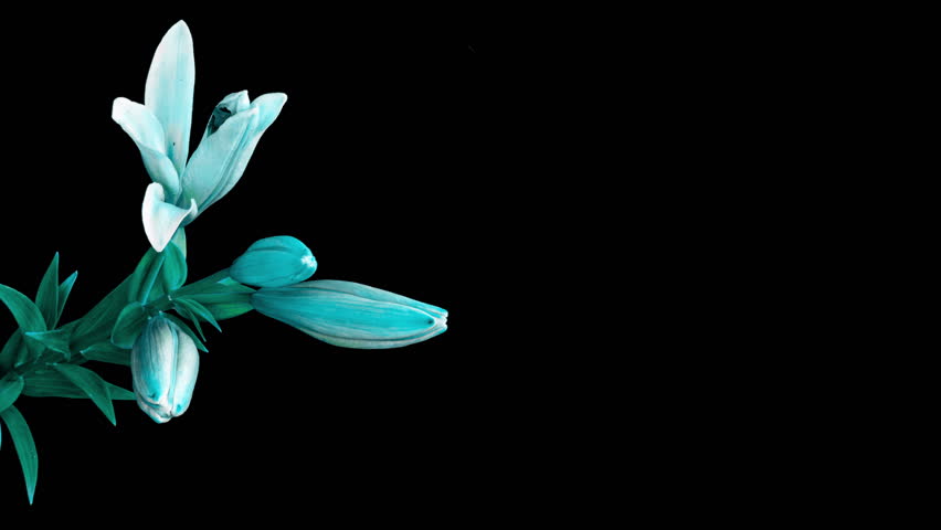A blue lily flower on a black background, known as Lilium parryi, blooms against a black background. There is space for text. Time interval Royalty-Free Stock Footage #1102258147