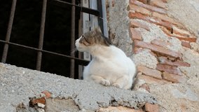 Video of spotted cat that sits on the barred window of an old house and watches the birds. Crete. Greece