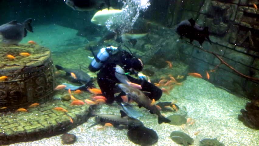 Scuba diving of beautiful large fish in a marine aquarium against the background of rocks. Marine life, fish. | Shutterstock HD Video #1102261987
