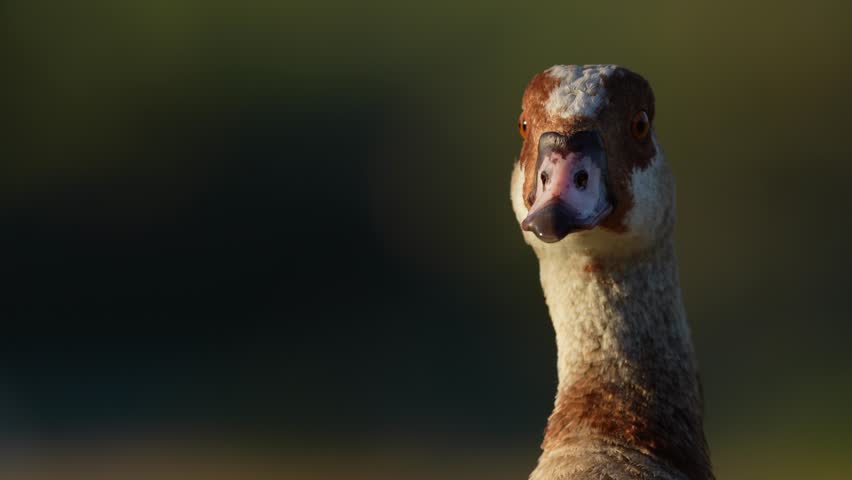 Egyptian goose (Alopochen aegyptiaca). Vermont Salt Pan. Hermanus, Whale Coast, Overberg, Western Cape, South Africa. Royalty-Free Stock Footage #1102262227