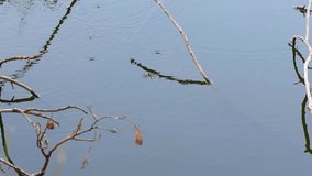 A flock of water striders or Pond Skaters are playing on the surface of the water with dry branches soaked and a few waves happily. A dragonfly flew by.