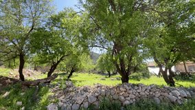 Natural panoramic image of new green Almonds on almond trees branches Agriculture 4K video shoot natural background image buying. 