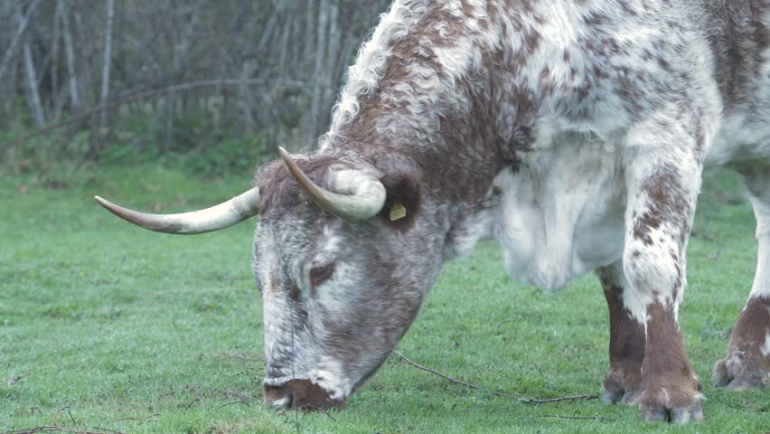 Cow grazing in field close up