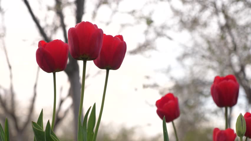 Red tulips garden. Agriculture. growing flowers. farming. flower business. Agronomy botanical gardening lit sunup weather different. cloud wind view hipster silent fort amazing dutch sunrise daybrea.