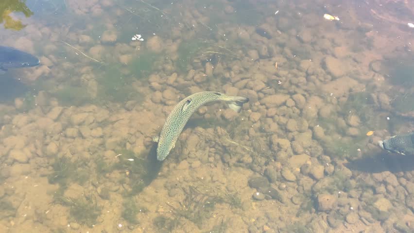 Atlantic salmon fish swimming in a river