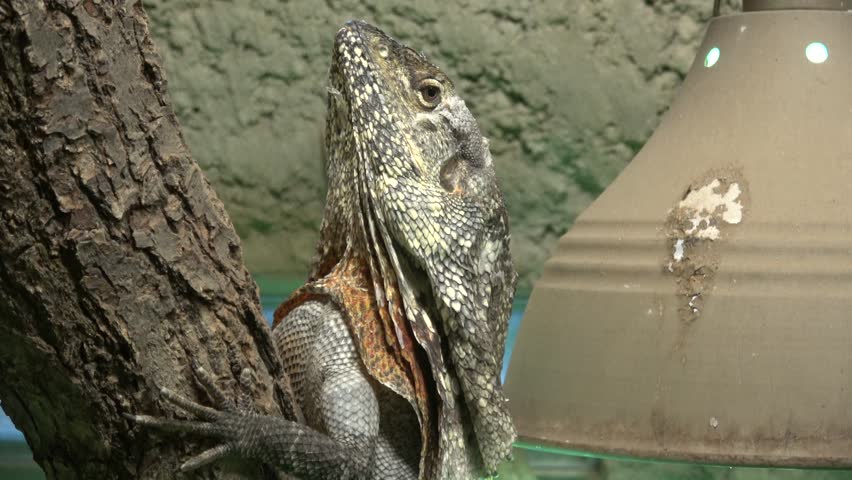 Frilled Lizard (Chlamydosaurus kingii) Clamidosaurio on tree branch