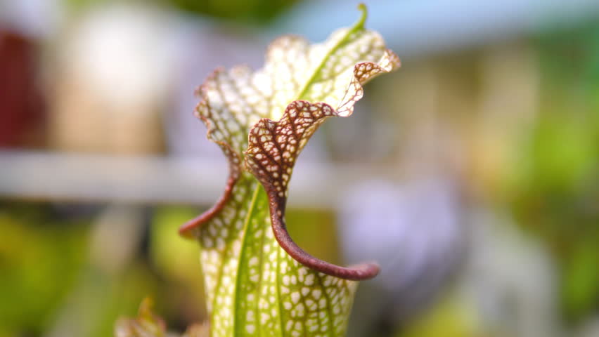 Nepenthe Tropical Carnivorous Pitcher Plant in 4k slow motion 60fps