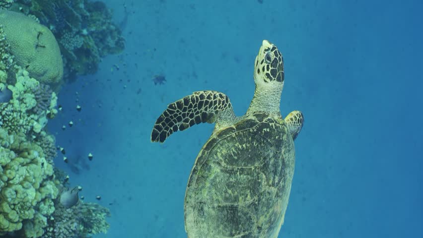 Vertical video, Close-up of Sea Turtle swim along coral reef in blue water. Slow motion, Hawksbill Sea Turtle (Eretmochelys imbricata) swims above coral reef with colorful fish swims around it Royalty-Free Stock Footage #1102281861