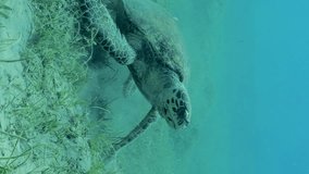 Verrtical video, very old male Hawksbill Sea Turtle or Bissa (Eretmochelys imbricata) sits on seagrass meadow and eats Round Leaf Sea Grass or Noodle seagrass (Syringodium isoetifolium), slow motion